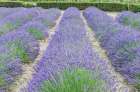 France, Provence. Lavender field near Gordes Art Print